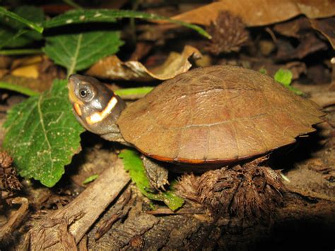 philippine pond turtle|Philippine Pond Turtle (Siebenrockiella leytensis) · iNaturalist.